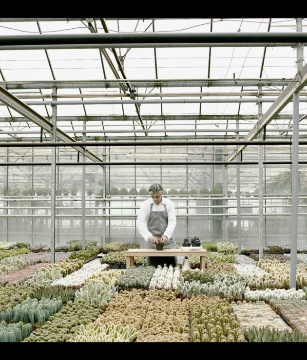 GEORGE DRIVAS AEONIUM 5.2