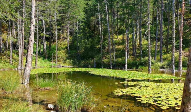 Το Νέο Δάσος της Βόρειας Εύβοιας