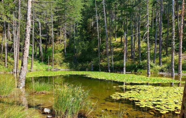 Το Νέο Δάσος της Βόρειας Εύβοιας